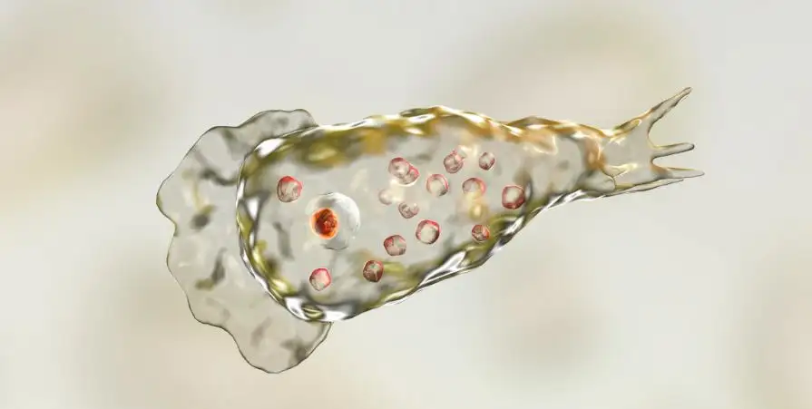 ameba - 1