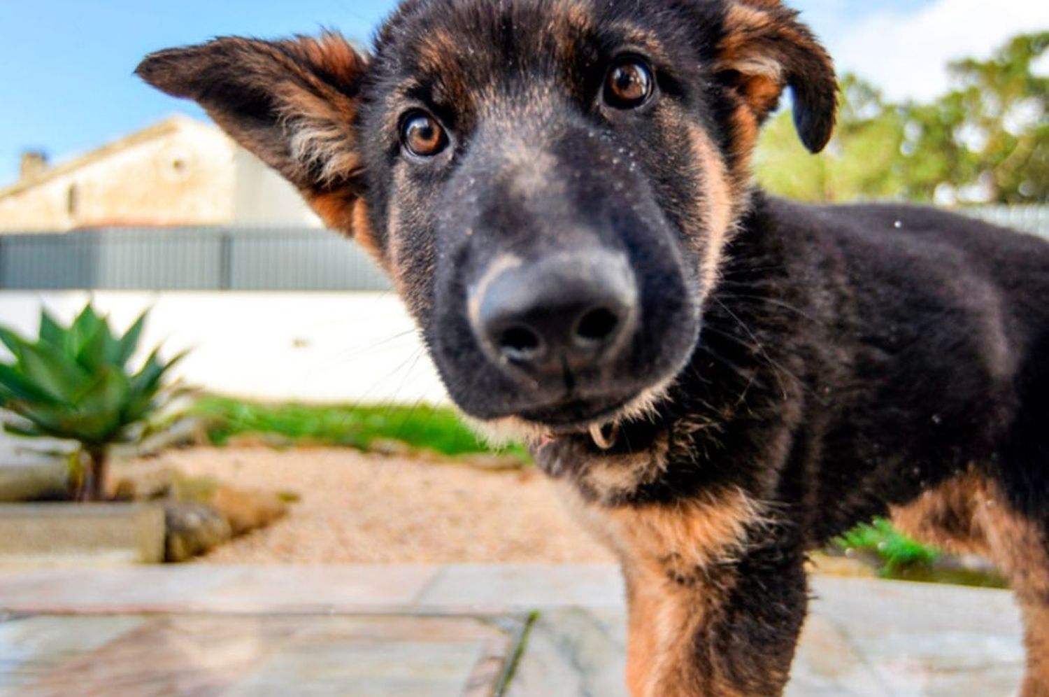 Día Nacional del Perro: la importancia de adopción y una tenencia responsable