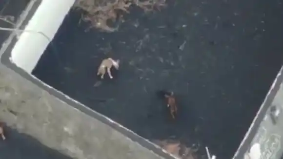 Con drones dos empresas españolas prestan ayuda a perros atrapados por la lava