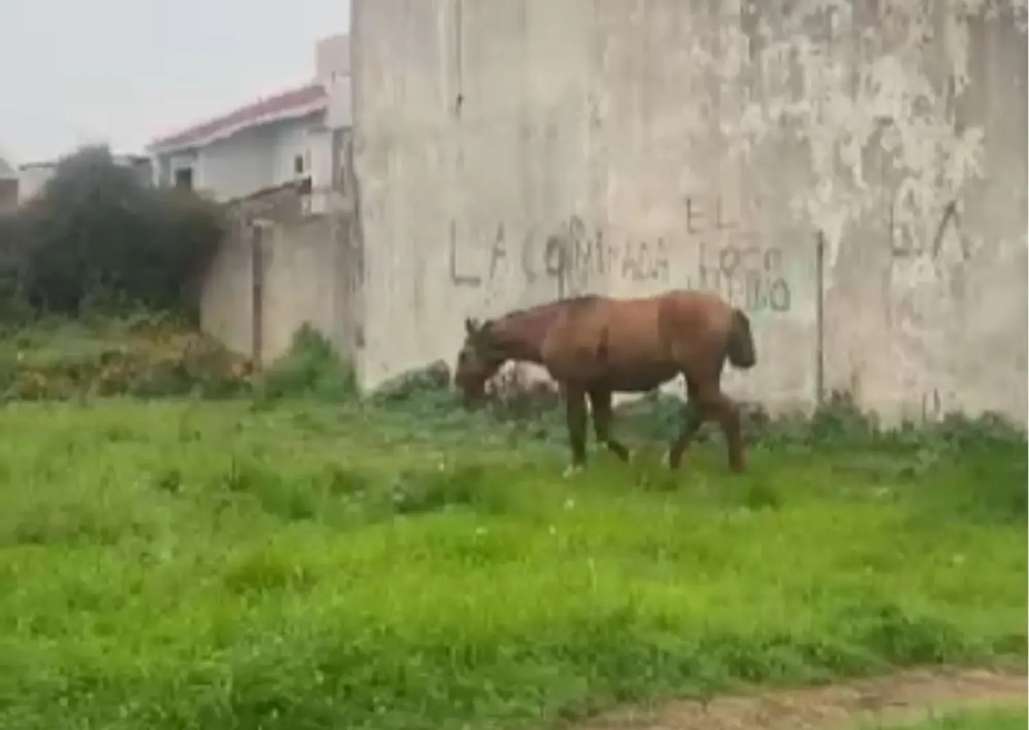 Caballo suelto en Uruguay e Independencia