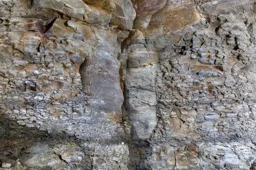 Con las raíces todavía fijadas en el sustrato en ese momento, los árboles conservan su posición vertical, lo cual es raro.
