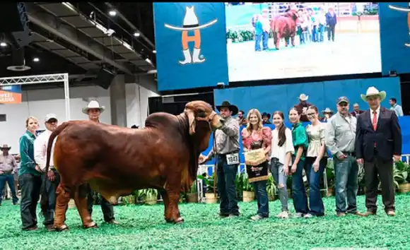 ¡DE LOS QUE DEMUESTRAN REALMENTE QUIENES SOMOS! Criador de ganado venezolano gana la Feria Brahman Show de Houston