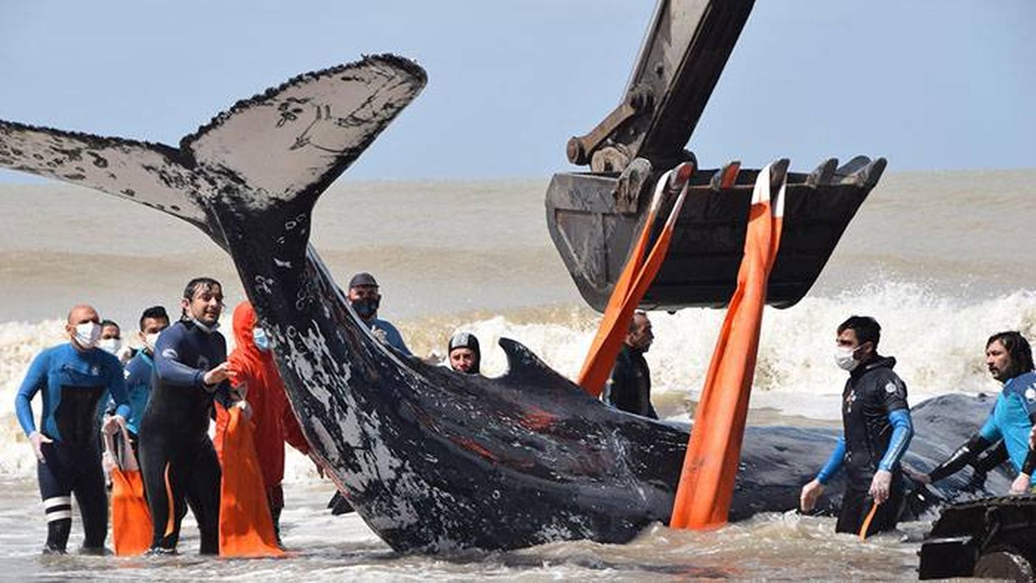 Regresaron al mar a dos  ballenas varadas en la  costa bonaerense