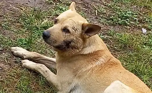 Piden ayuda para perrito abichado en Secundaria 5
