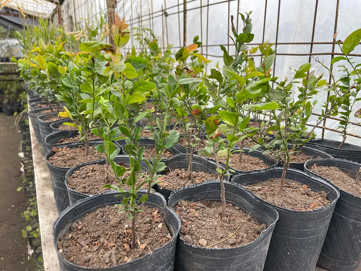El vivero municipal entregó más de 100 árboles por mes en lo que va del año