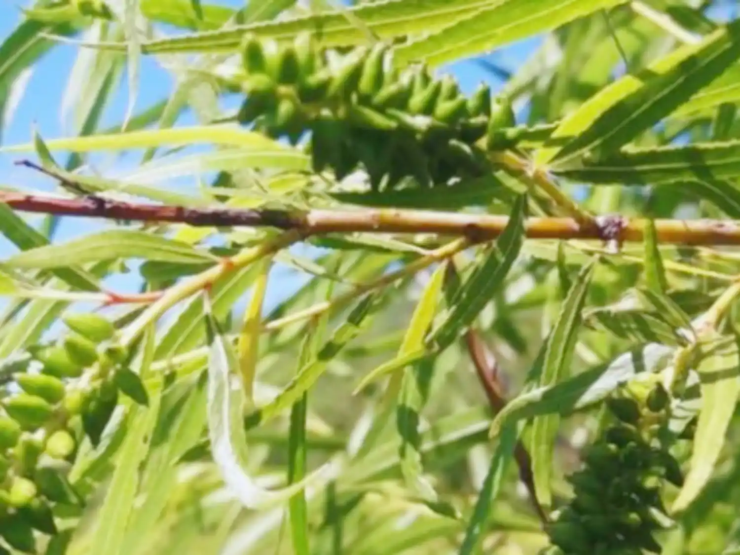 Entre Ríos suma conocimientos para la restauración ambiental y uso productivo del árbol de sauce