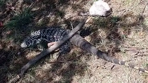 El Lagarto Overo tiene las extremidades posteriores largas, la cabeza prolongada y las escamas dorsales de forma ovalada y muy pequeñas.