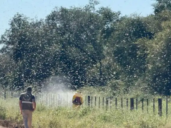 Senasa alerta por la presencia de una manga de langostas en Paraguay