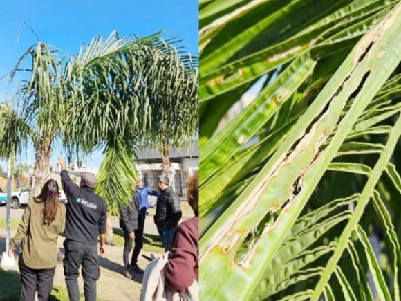 Concientizan sobre la detección temprana de la plaga picudo rojo de las palmeras