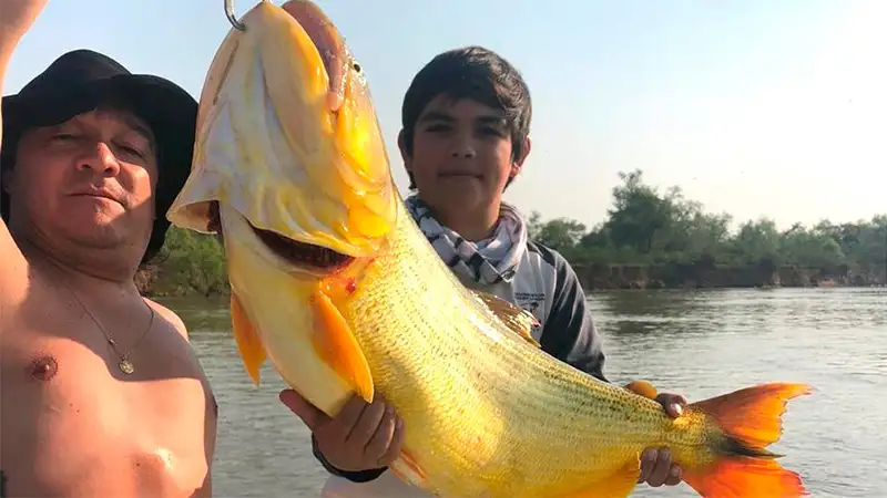 Tiene 12 años y pescó un dorado gigante de más de 20 kilos en el Paraná