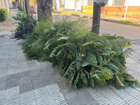Ramas sobre la vereda entre Belgrano e Ituzaingó