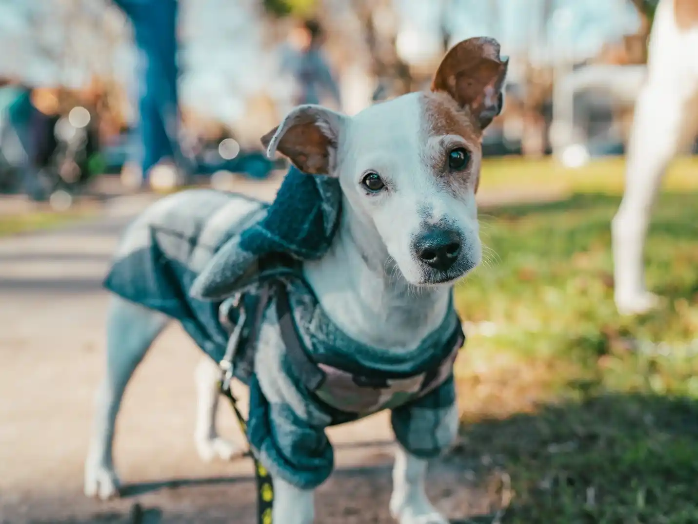 Este lunes comienza un nuevo cronograma para vacunar y castrar a las mascotas.