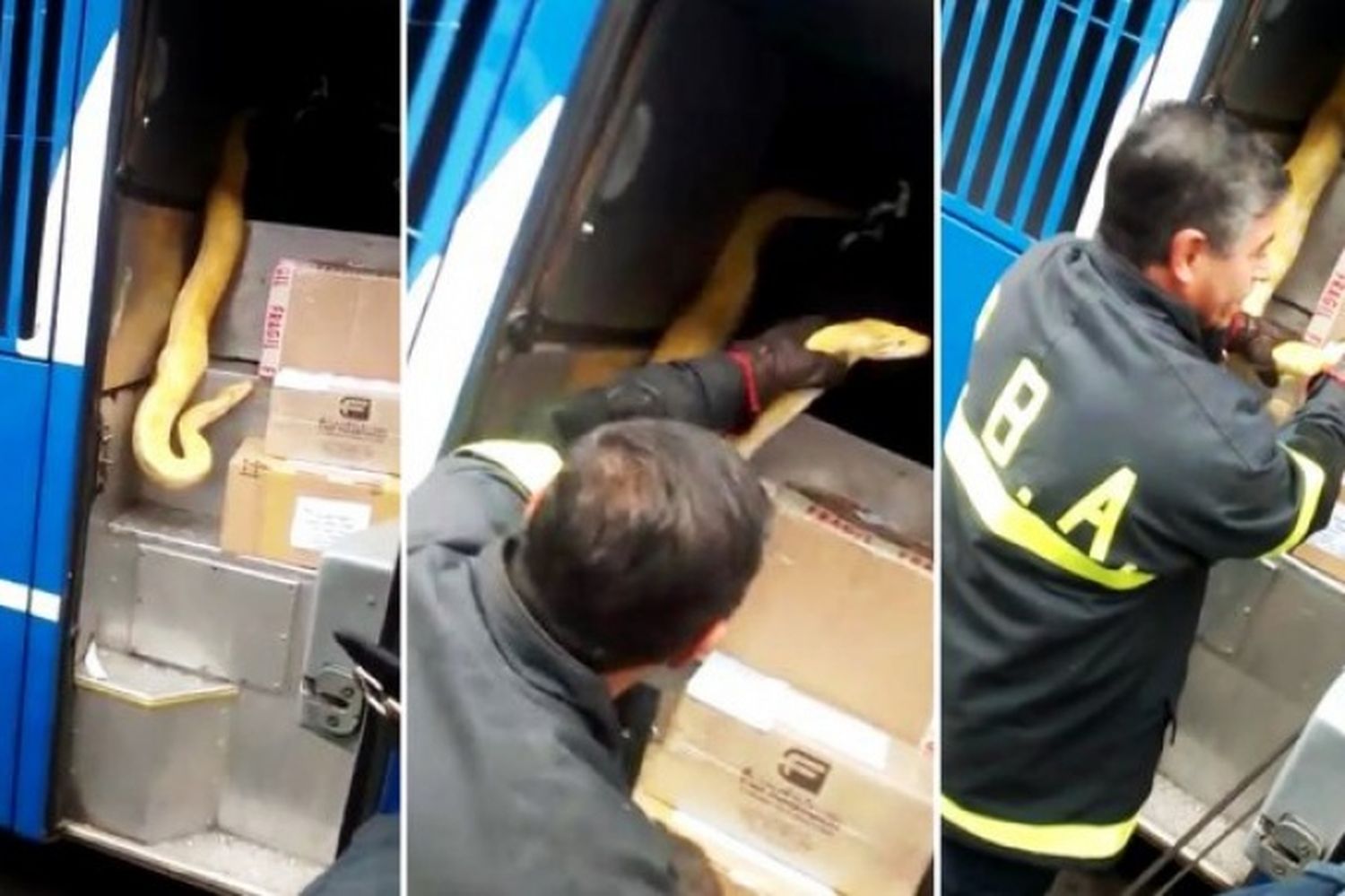 Video: Así sacaban a la pitón del micro de Tandil