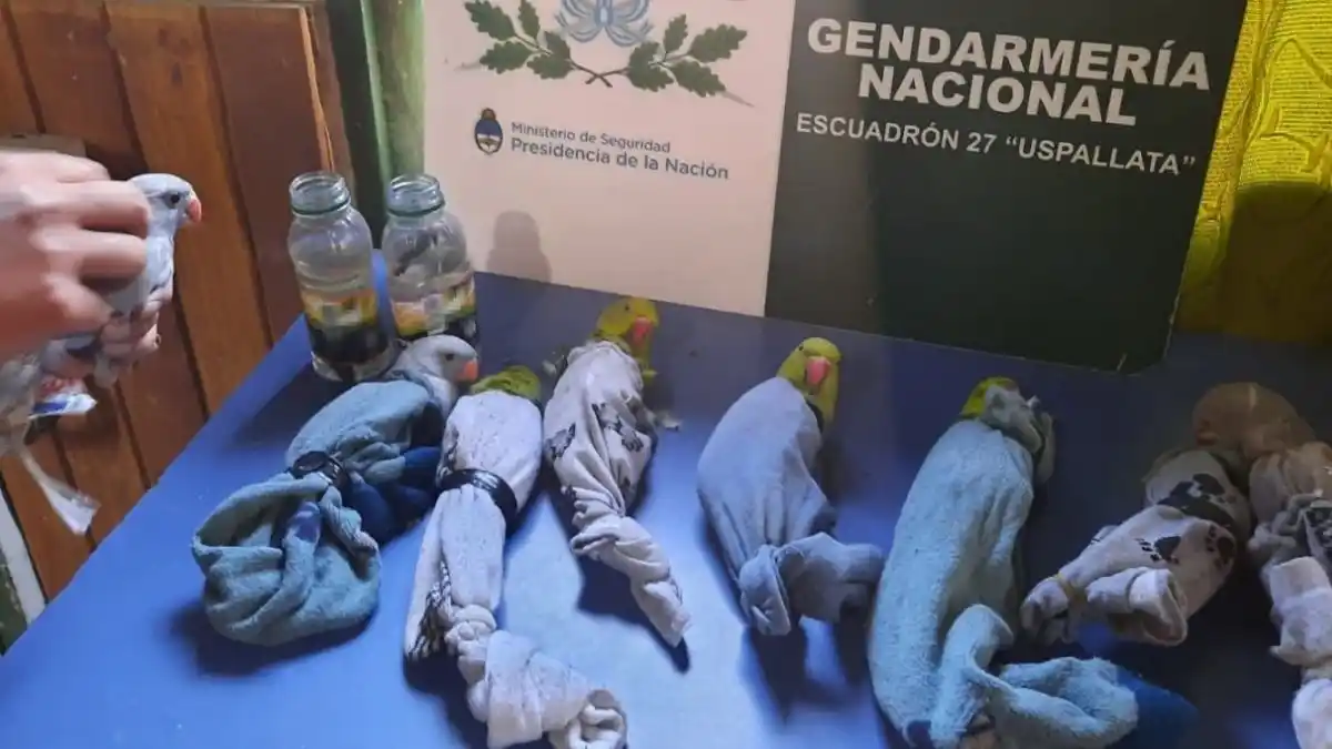 Gendarmería frustró contrabando de animales exóticos hacia Chile