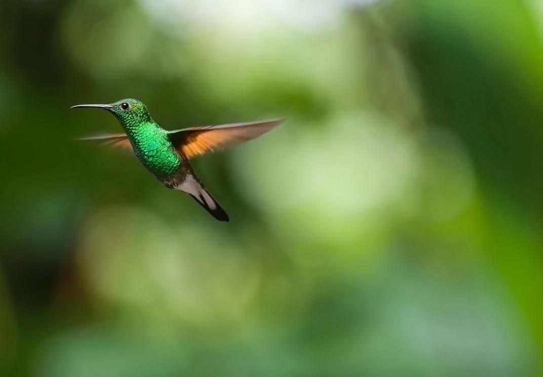 Registran el nacimiento de un colibrí