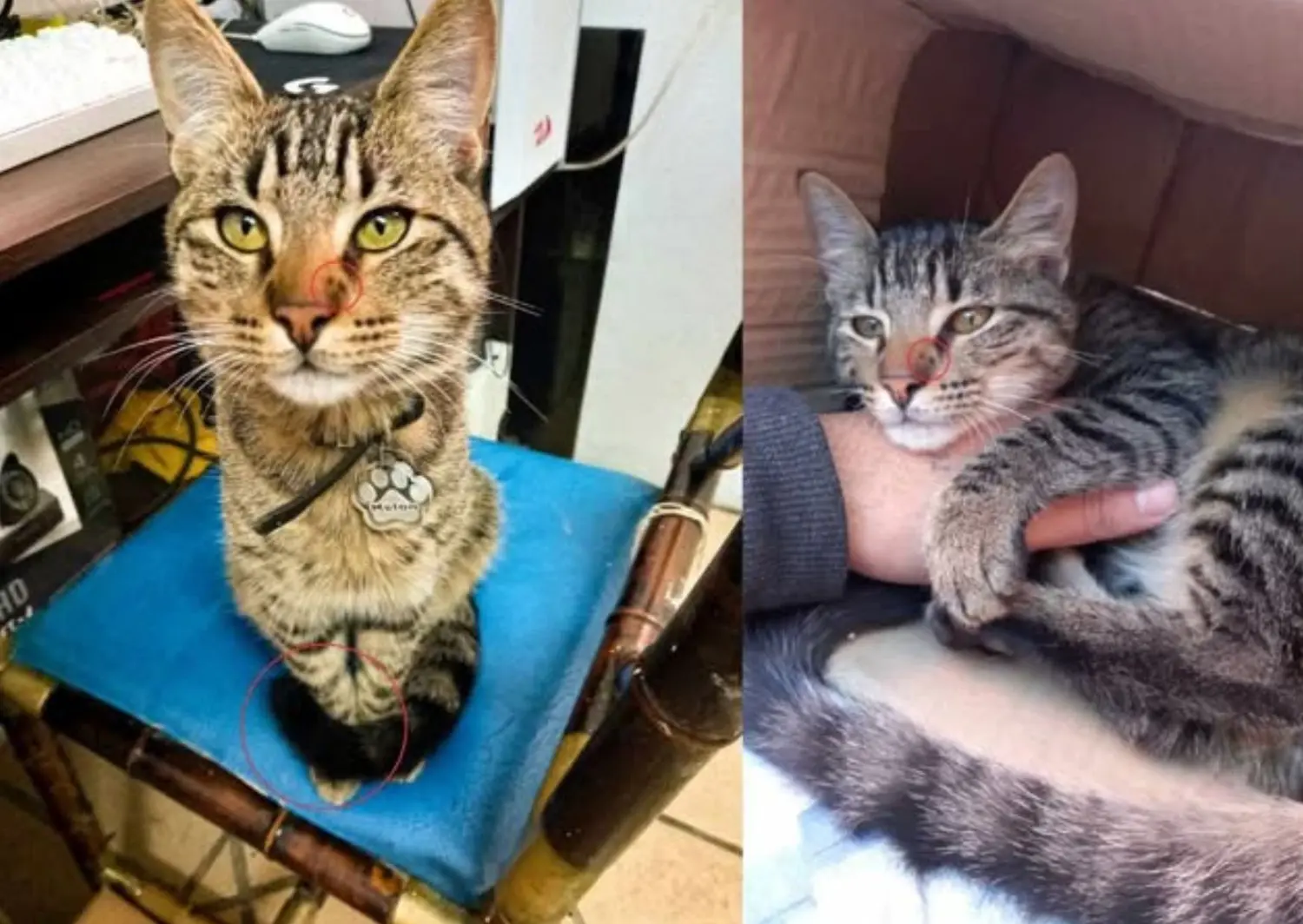 Gato perdido: dueños buscan a Melón