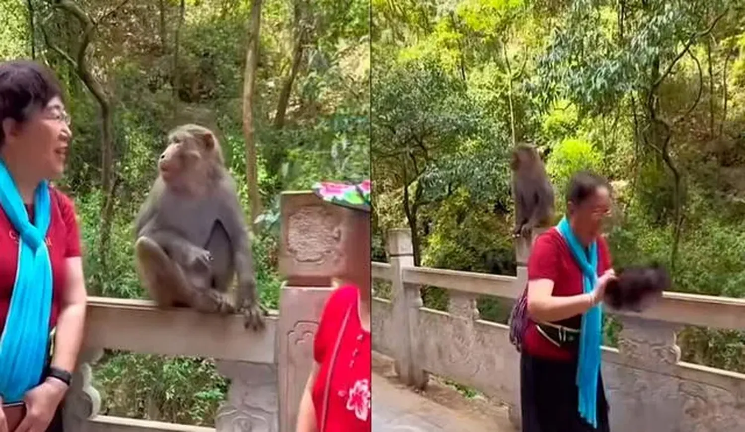 Un mono le jugó una broma inesperada a una turista y le terminó quitando la peluca: ¡mirá el video!