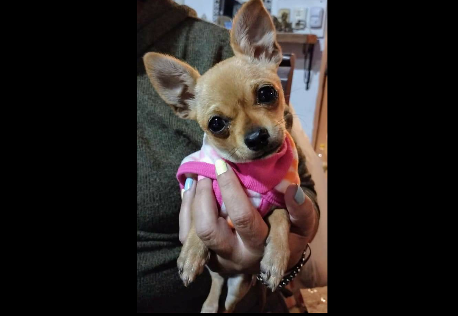 Buscan urgente perrita perdida: necesita su tratamiento