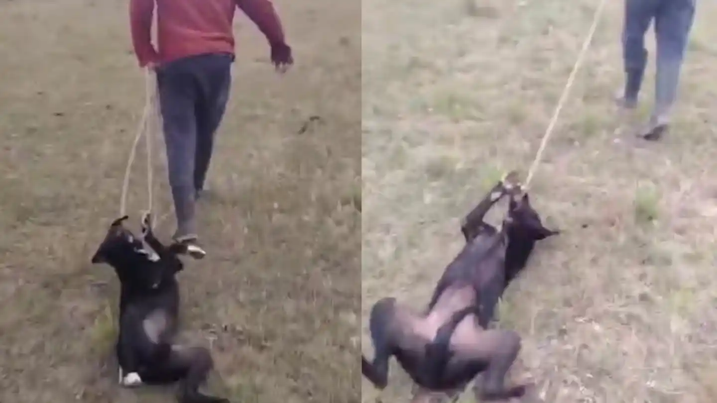 Caso de maltrato animal en Córdoba.