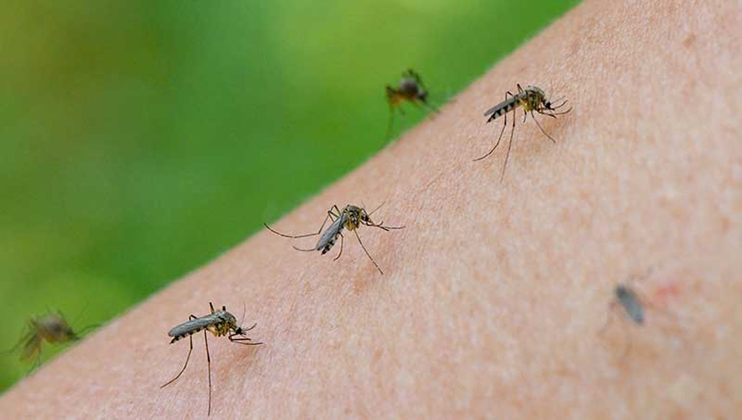 Reclamo: ¿Cuándo van a fumigar?