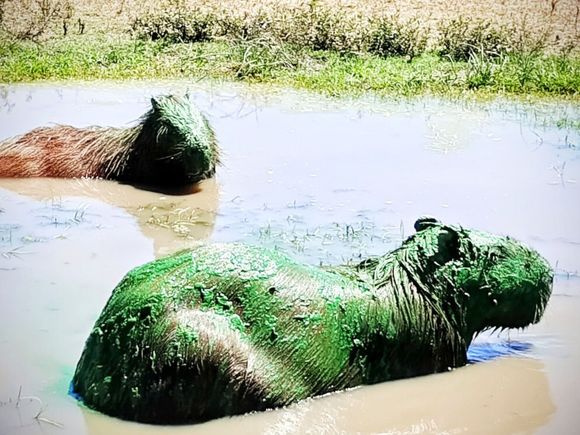 En el lago Salto Grande: floración de cianobacterias: causas, impacto y prevención