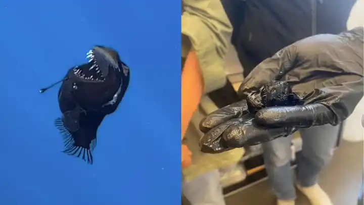 Que pequeño el Pez Diablo