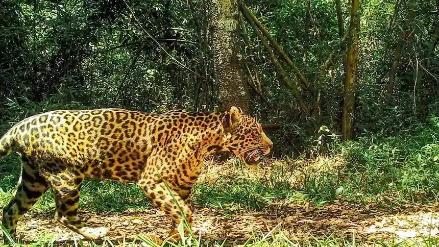 Janaína y sus dos cachorros fueron captados por cámaras trampa en el sector brasileño del Parque Nacional Iguazú