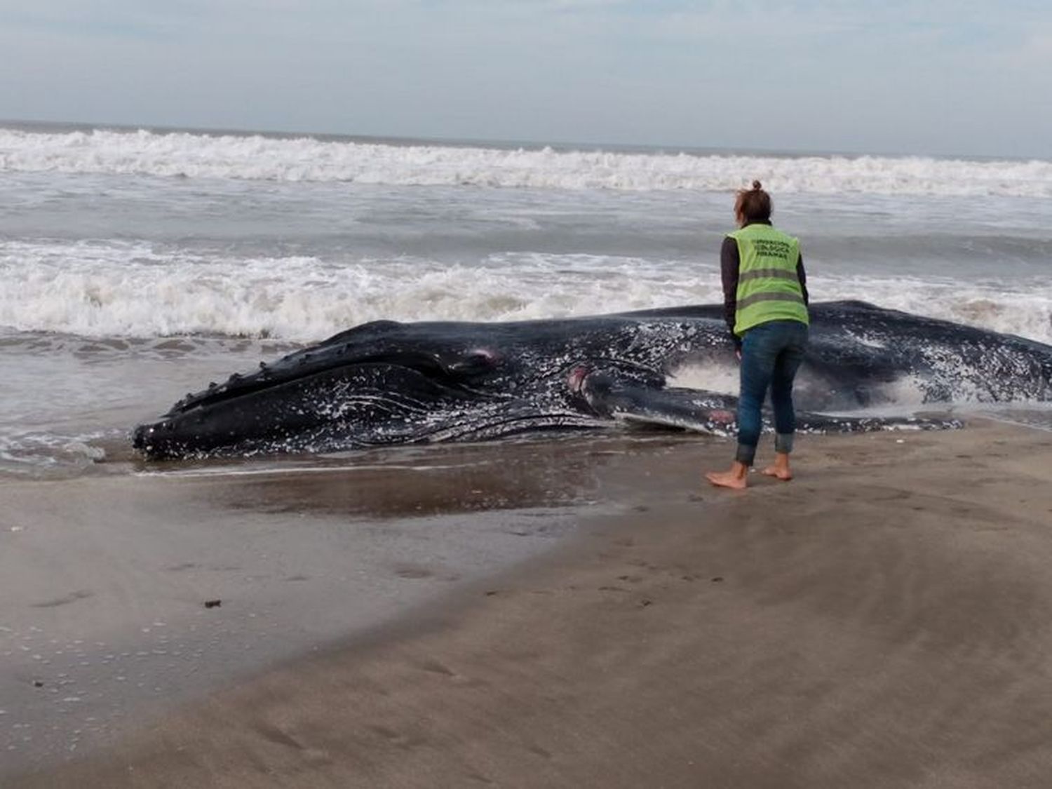 Alarma en la Costa Atlántica