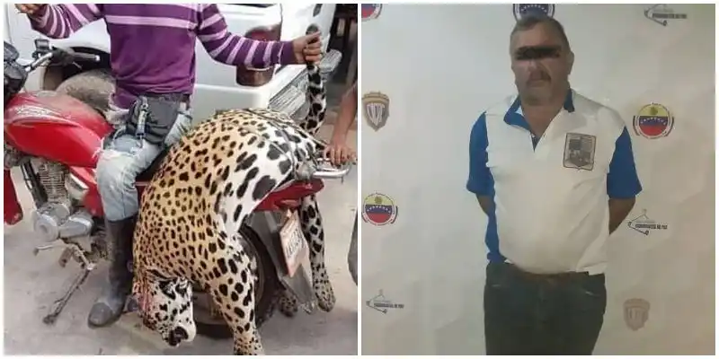 Por matar a un jaguar encarcelan a un ganadero en Barinas