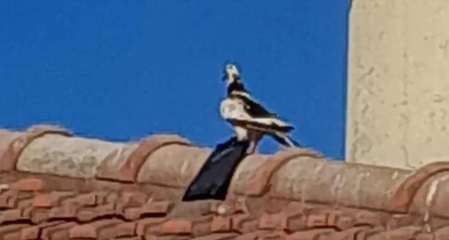 La paloma mansamente posada sobre las tejas, con el elemento extraño a su cuerpo, casi del tamaño del ave, atado a una de sus patas.