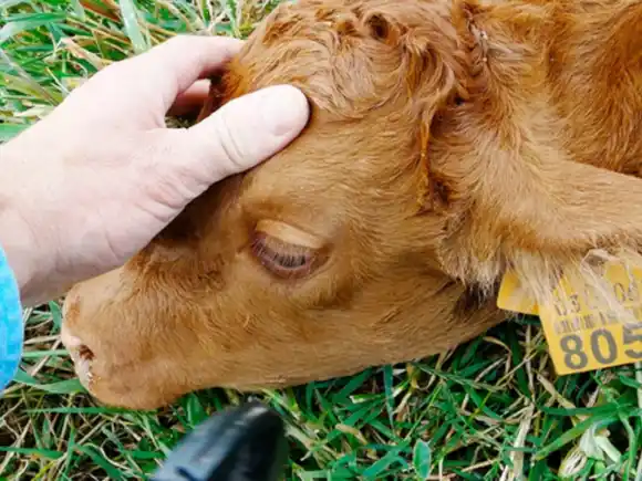 Mesa Técnica Provincial: veterinarios ponen foco en el combate real de la Tristeza Bovina