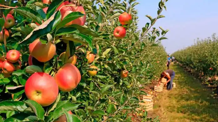 Se brinda información a productores locales sobre el programa “Fomento de la fruticultura bonaerense”