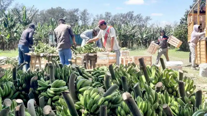 Es constante la asistencia del Gobierno
provincial a productores de banana
