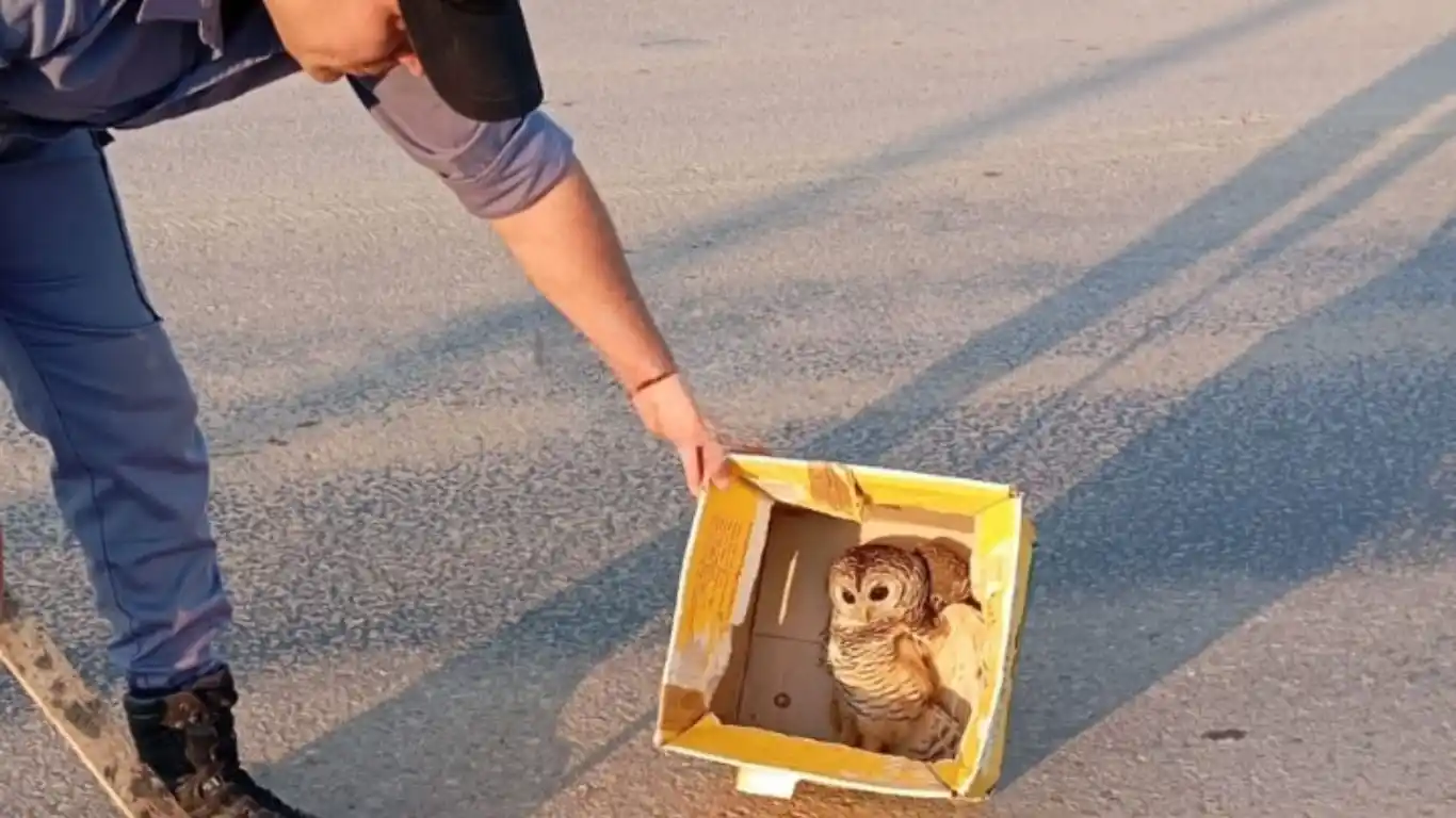 Rescataron a una lechuza herida y la trasladaron a una veterinaria