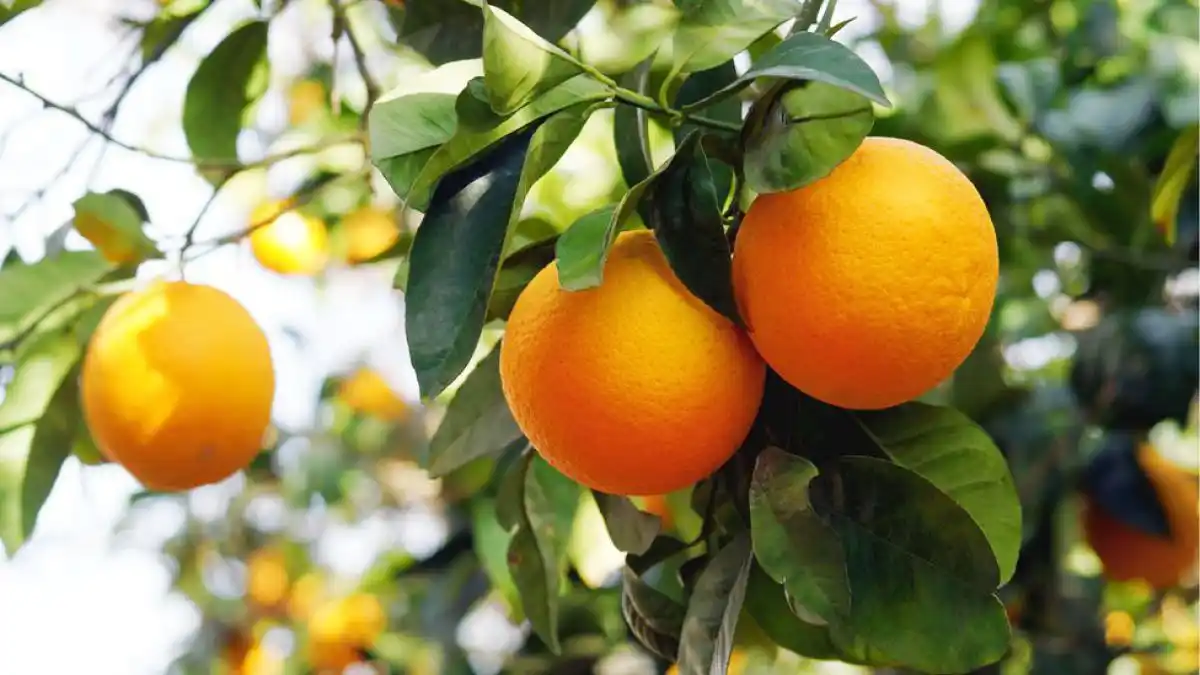 Trabajan en la obtención de híbridos triploides, para cítricos sin semilla