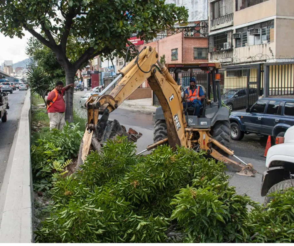 Talan árboles en Caracas porque «ensucian las calles»