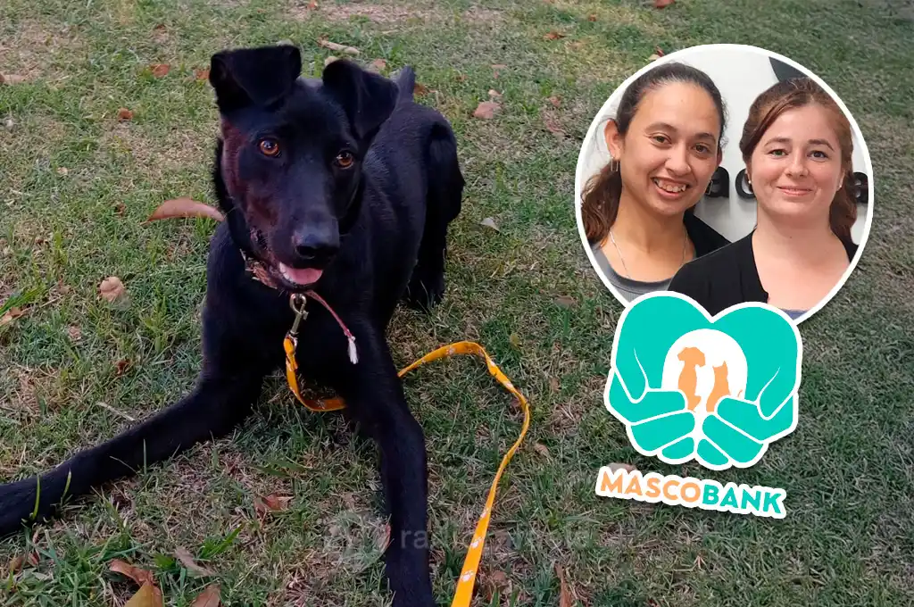 "Masco Bank", el fondo solidario que salva mascotas a diario en Rafaela