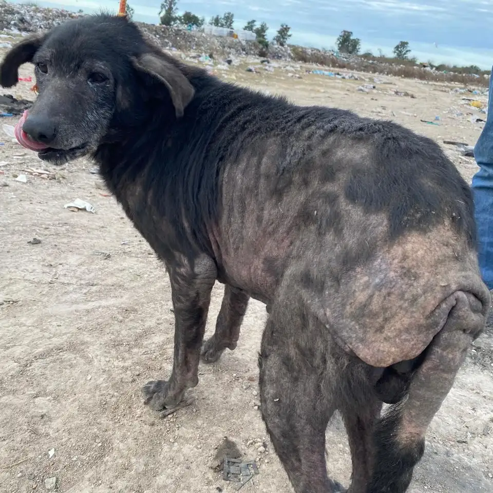 “Seamos Manada”: un trabajo silencioso que rescata animales y protege a la comunidad