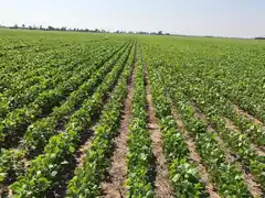 Gualeguay ante la desregulación del comercio exterior: ¿beneficio o desafío para su agroindustria?