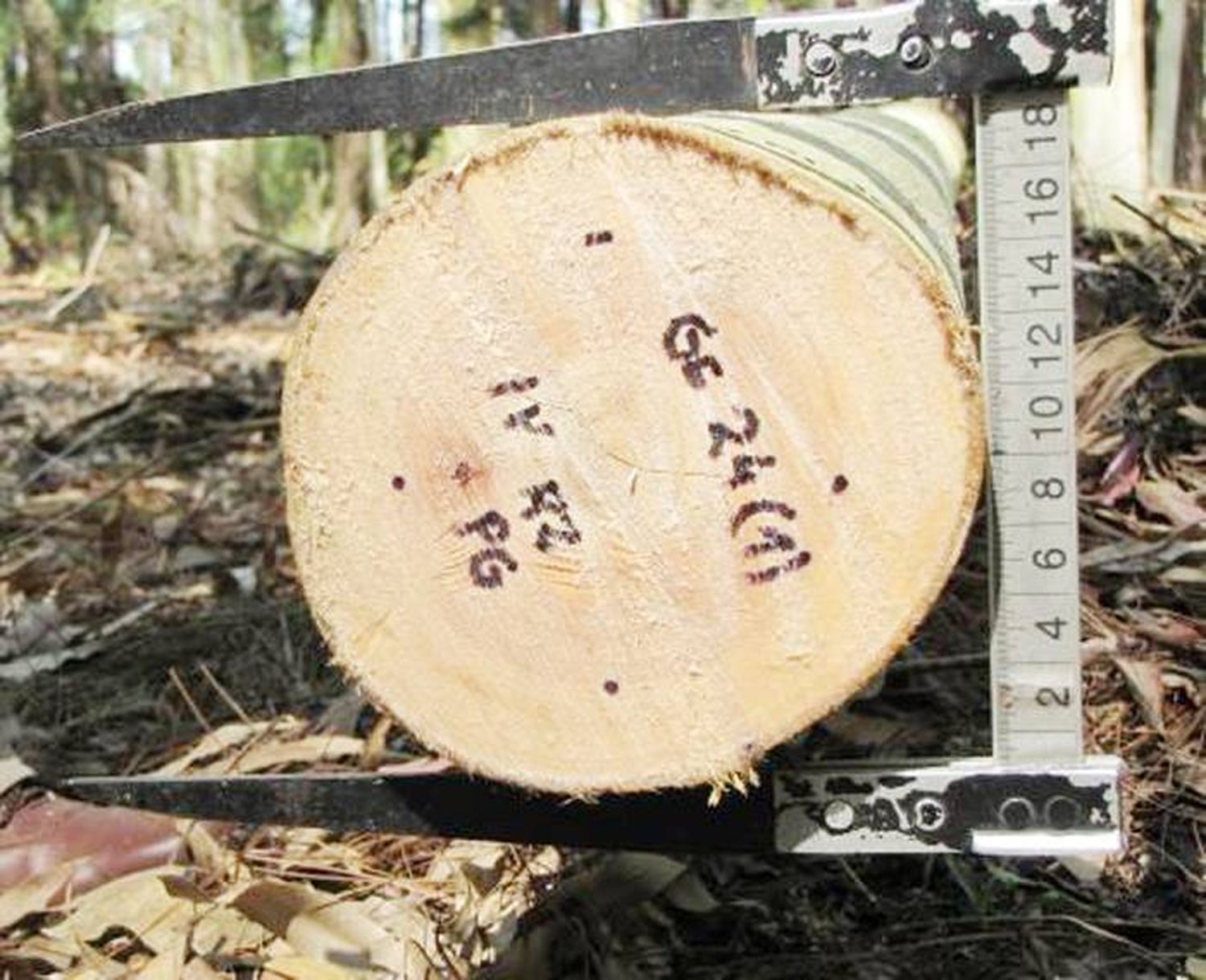 Estudiar la madera es  saber su potencial