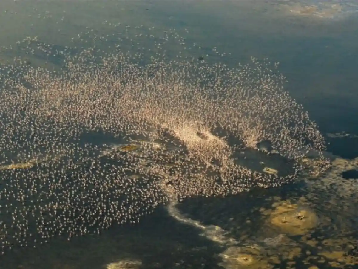 Impactantes imágenes de los flamencos en la laguna Mar Chiquita