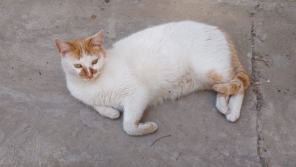 Buscan a Nala