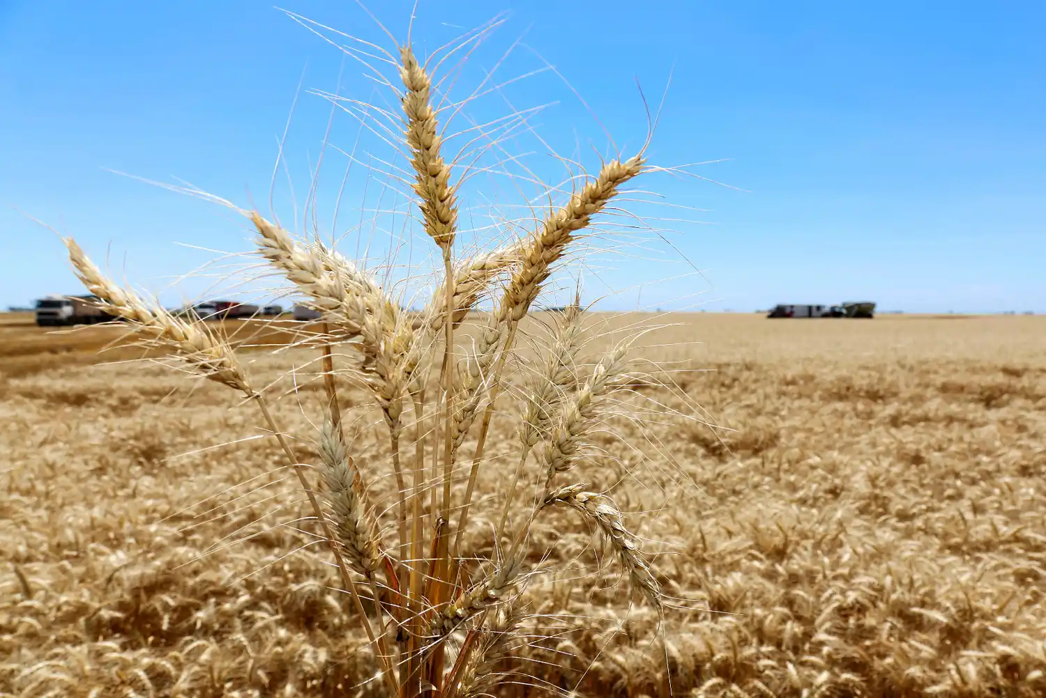 Advierten que los rindes excepcionales del trigo tendrán impacto negativo en la calidad panadera.
