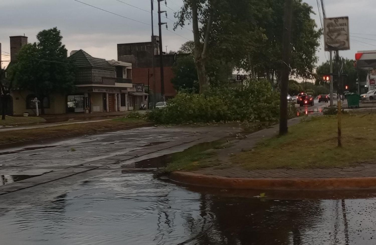 El saldo de la tormenta: ráfagas de 90 km/h y más de 170 árboles y ramas caídos