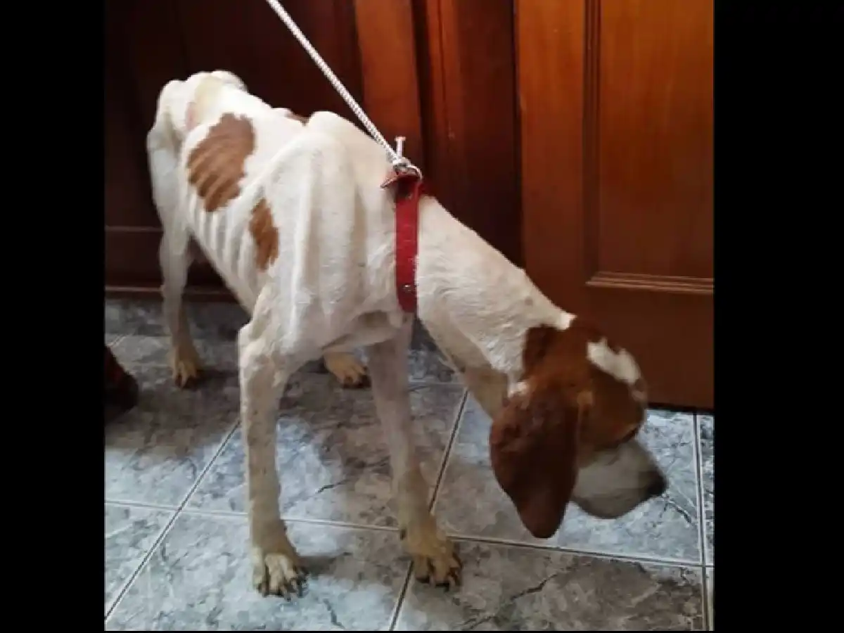 Baltazar tiene el alta médica