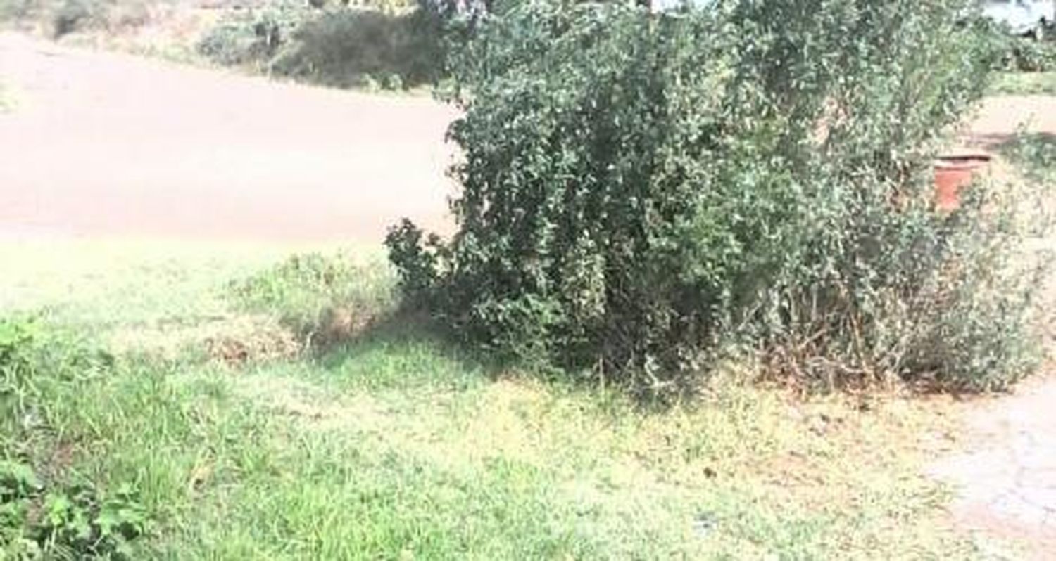 “Esperando que vengan a arreglar las cloacas y cortar la planta”