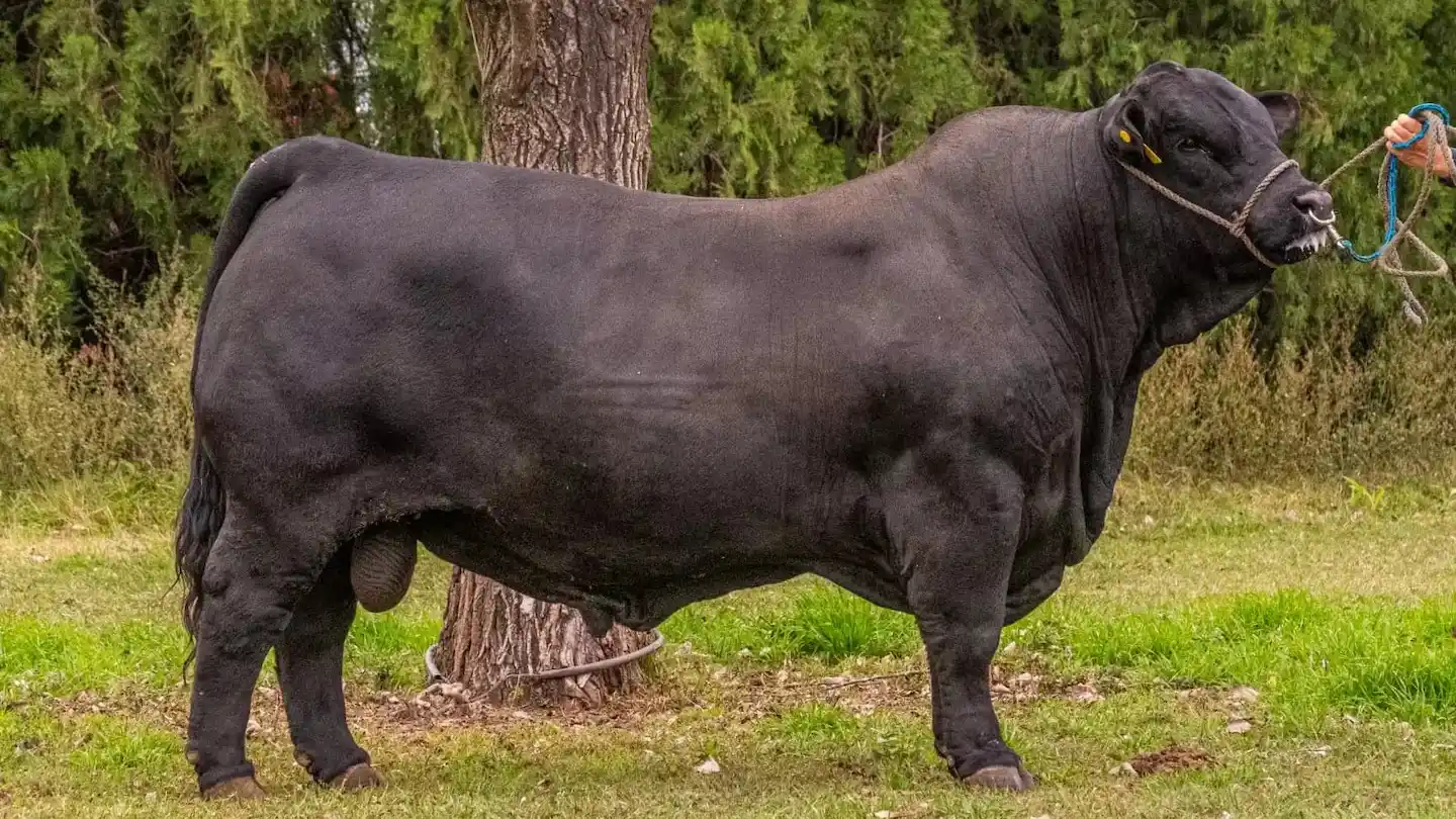 toro cordobes el morocho