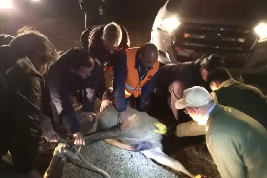 Capturaron el ciervo que había sido localizado en la zona del Aeropuerto de Córdoba