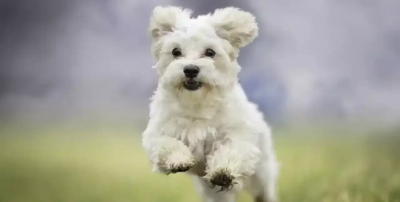 21 de julio, Día Mundial del Perro