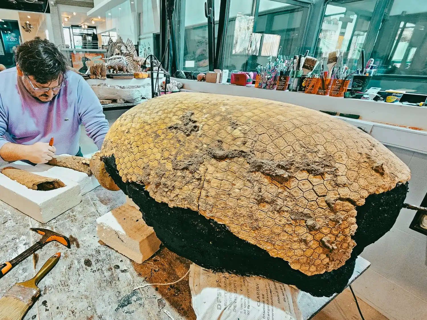 Los restos óseos de la cola y caparazón dorsal de este armadillo terrestre gigante fueron encontrados en los acantilados de San Eduardo del Mar.